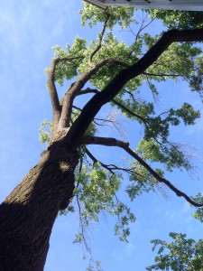 tree_2915