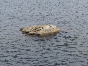 The only rock  visible on the 62 acre pond. Can you sense it's magnetic pull?