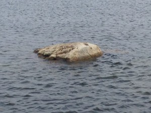 The only rock  visible on the 62 acre pond. Can you sense it's magnetic pull?